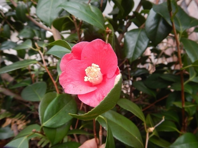 DSCN0919.jpg