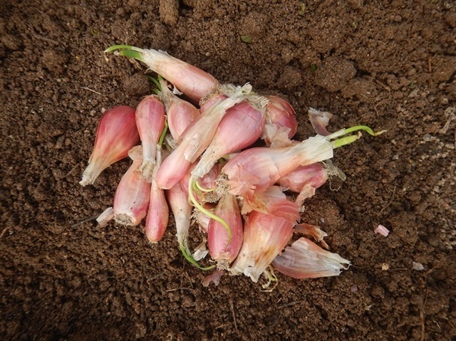 DSCN1047.jpg